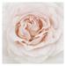 Masterpiece Art Gallery Dew Drop Rose by Rebecca Swanson Canvas Art Print 20 x 20