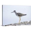 Great BIG Canvas | Lesser yellowlegs Tringa flavipes Stanley Park British Columbia Canvas Wall Art - 48x32