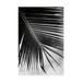 Trademark Fine Art Palm Frond II Canvas Art by Debra Van Swearingen