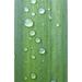 Posterazzi Drops of Water On A Green Leaf - Northumberland - England Poster Print - 24 x 38 - Large