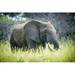 Posterazzi Elephant Elephantidae Feeding at Dinokeng Game Reserve - South Africa Poster Print - 38 x 24 in. - Large