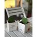 Costa Farms Succulent in Planter | 5 H x 2 D in | Wayfair CO.HH.4D.UP