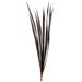 Vickerman 655344 - 18-30" Brown Snake Grass - 36 Stems (H1SNG800-3) Dried and Preserved Grass