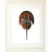 Breakwater Bay Horseshoe Crab II by Damon Crook - Picture Frame Print Paper, Solid Wood in White | 22.5 H x 18 W x 1 D in | Wayfair