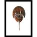 Breakwater Bay Horseshoe Crab II by Damon Crook - Picture Frame Print Paper, Solid Wood in Black | 26.5 H x 20.5 W x 1 D in | Wayfair
