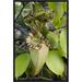 East Urban Home 'Pitcher Plant Pitcher, Brunei, Borneo, Indonesia' Framed Photographic Print in Green | 18 H x 12 W x 1.5 D in | Wayfair