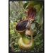 East Urban Home 'Low's Pitcher Plant Pitcher, Sabah, Borneo, Malaysia' Framed Photographic Print in Brown/Green | 18 H x 12 W x 1.5 D in | Wayfair