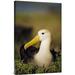 East Urban Home Waved Albatross, Galapagos Islands, Ecuador - Wrapped Canvas Photograph Print Canvas, in Green/White | Wayfair URBP0741 41068161