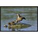 East Urban Home 'Mallard Mother w/ Ducklings, Europe ' Framed Photographic Print on Canvas in Brown | 12 H x 18 W x 1.5 D in | Wayfair