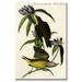 Buyenlarge Connecticut Warbler by John James Audubon - Unframed Graphic Art Print in White | 36 H x 24 W x 1.5 D in | Wayfair 0-587-64667-LC2436