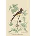Buyenlarge Crested Fkycatcher by Mark Catesby - Graphic Art Print in Brown/Green | 36" H x 24" W | Wayfair 0-587-30645-9C2436