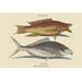 Buyenlarge 'Hog Fish & Shad' by Mark Catesby Graphic Art in White | 24 H x 36 W x 1.5 D in | Wayfair 0-587-30366-2C2436