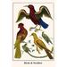 Buyenlarge Birds & Swallow by Albertus Seba - Graphic Art Print in White | 36 H x 24 W x 1.5 D in | Wayfair 0-587-29687-9C2436