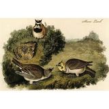 Buyenlarge Shore Lark by John James Audubon - Unframed Graphic Art Print in White | 24 H x 36 W x 1.5 D in | Wayfair 0-587-64748-LC2436