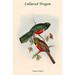 Buyenlarge Trogon Collaris Collared Trogon by John Gould - Graphic Art Print in White | 36 H x 24 W x 1.5 D in | Wayfair 0-587-31831-7C2436