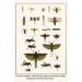 Buyenlarge Crane Flies Dragonflies Caddis Flies Wasp Predaceous Diving Beetles by Albertus Seba - Graphic Art Print in White | Wayfair