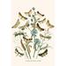 Buyenlarge 'European Butterflies & Moths' by W.F. Kirby Graphic Art in White | 36 H x 24 W x 1.5 D in | Wayfair 0-587-32217-9C2436