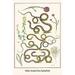 Buyenlarge Snakes Scorpion Eater Spring Heath by Albertus Seba - Graphic Art Print in White | 36 H x 24 W x 1.5 D in | Wayfair 0-587-29725-5C2436