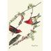 Buyenlarge Purple Finch by John James Audubon Graphic Art in Green/Red | 42 H x 28 W x 1.5 D in | Wayfair 0-587-03573-0C2842