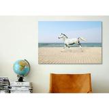iCanvas 'White Horse on the Beach' Photograph on Wrapped Canvas in Blue/Brown/White | 8 H x 12 W x 0.75 D in | Wayfair 7034-1PC3-12x8