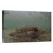 East Urban Home 'Yellowstone Cutthroat Trout School Swimming' Photographic Print on Wrapped Canvas in Blue/Brown | 12 H x 18 W x 1.5 D in | Wayfair