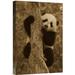 East Urban Home Giant Panda Cub - Photograph Print on Canvas in Brown/Green | 18 H x 12 W x 1.5 D in | Wayfair NNAI5646 39916493