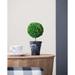 Ophelia & Co. Boxwood Topiary in Pot Plastic in Black | 9.5 H x 8 W x 4 D in | Wayfair OPCO2564 39830493