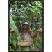 East Urban Home 'Brown-Throated Three-Toed Sloth Male' Framed Photographic Print on Canvas in Brown/Green | 18 H x 12 W x 1.5 D in | Wayfair