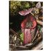 East Urban Home 'Burbidge'S Pitcher Plant Pitcher' Photographic Print on Canvas in Brown/Green/Pink | 18 H x 1.5 D in | Wayfair URBH8782 38408353