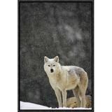 East Urban Home 'Timber Wolf Female' Framed Photographic Print on Canvas in Gray | 18 H x 12 W x 1.5 D in | Wayfair URBH5384 38225920