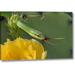 Ebern Designs 'TX, Kimble CO, Rough Green Snake & Prickly Pear' Photographic Print on Wrapped Canvas in Green/Yellow | Wayfair