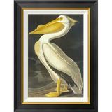 Global Gallery American White Pelican by John James Audubon - Picture Frame Graphic Art Print on Canvas Canvas, in Black | Wayfair