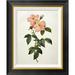 Global Gallery Rosa Indica Frangras (Flora Simplici) by Pierre Joseph Redoute - Picture Frame Print on Canvas Canvas, in Black | Wayfair