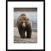 Global Gallery Grizzly Bear, Katmai National Park, Alaska by Matthias Breiter - Picture Frame Photograph Print on in Brown | Wayfair