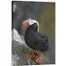 East Urban Home 'Tufted Puffin' Photographic Print on Canvas in Black | 18 H x 1.5 D in | Wayfair URBH8223 38406256