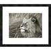 Global Gallery 'African lion, Masai Mara, Kenya' by Frank Krahmer Framed Graphic Art Paper in Gray | 20 H x 24 W x 1.5 D in | Wayfair