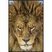 Global Gallery 'Serious Lion' by Mike Centioli Framed Photographic Print Canvas, Wood in Brown | 18 H x 12 W x 1.5 D in | Wayfair