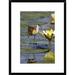 Global Gallery 'African Jacana Juvenile Foraging for Insects' Framed Photographic Print Paper in Blue/Green | 24 H x 18 W x 1.5 D in | Wayfair