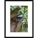 Global Gallery 'Brown-Throated Three-Toed Sloth Male, Aviarios Sloth Sanctuary, Costa Rica' Framed Photographic Print Paper in Brown/Green | Wayfair