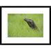Global Gallery 'Komodo Dragon' Framed Photographic Print Paper in Gray/Green | 24 H x 30 W x 1.5 D in | Wayfair DPF-397550-1218-266