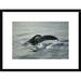 Global Gallery 'Humpback Whale Tail, Gorda Banks, Cabo San Lucas, Baja California, Mexico' Framed Photographic Print Paper in Gray/White | Wayfair