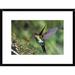 Global Gallery 'Fiery-Throated Hummingbird Feeding at Ladies Eardrops Flower, Poas Volcano National Park | 18 H x 24 W x 1.5 D in | Wayfair