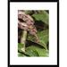 Global Gallery 'Boa Constrictor Coiled Around Branch' Framed Photographic Print Paper in Green | 24 H x 18 W x 1.5 D in | Wayfair