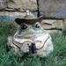 HomeStyles Bird Watcher Character Toad Frog Garden Statue Concrete/Stone in Brown | 5 H x 5.25 W x 4.5 D in | Wayfair 94038