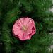 Northlight Seasonal 4.75" Shiny Poppy Clip Christmas Ornament Plastic in Pink | 2 H x 4.75 W x 4.75 D in | Wayfair NORTHLIGHT GB26402