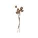 Gracie Oaks Natural Cup Pod Stems Natural Fibers in White | 17 H x 4 W x 2 D in | Wayfair D217898925AD4E6393CD275BF89163AF