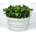 Canora Grey Feliciano Plastic Pot Planter Fiberglass in Green | 36 H x 48 W x 48 D in | Wayfair 8A4632DDD31343A6B6D5A96FEB143623