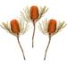 Loon Peak® 12" Jumbo Banksia Flower w/ Stem Dried in Orange | 12 H x 2 W x 3 D in | Wayfair F1015E9E74DA4A21AC170EC98B836E7D