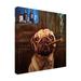 Winston Porter 'Uptown Pug' by Lucia Heffernan - Wrapped Canvas Painting Print Canvas in Blue/Brown | 14 H x 14 W x 2 D in | Wayfair