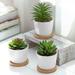 Dakota Fields 3 - Piece Artificial Succulent Plant in Pot Set Ceramic/Plastic | 5.9 H x 3.7 W x 3.7 D in | Wayfair 31427F91EA3044DAB0F4C8DEF7C19498